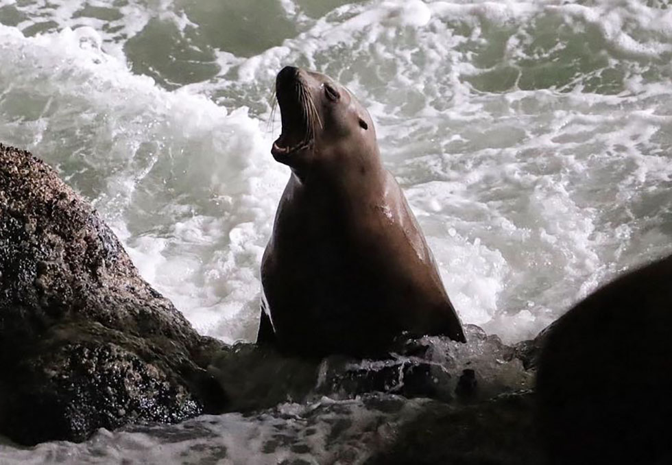 seal by rocks