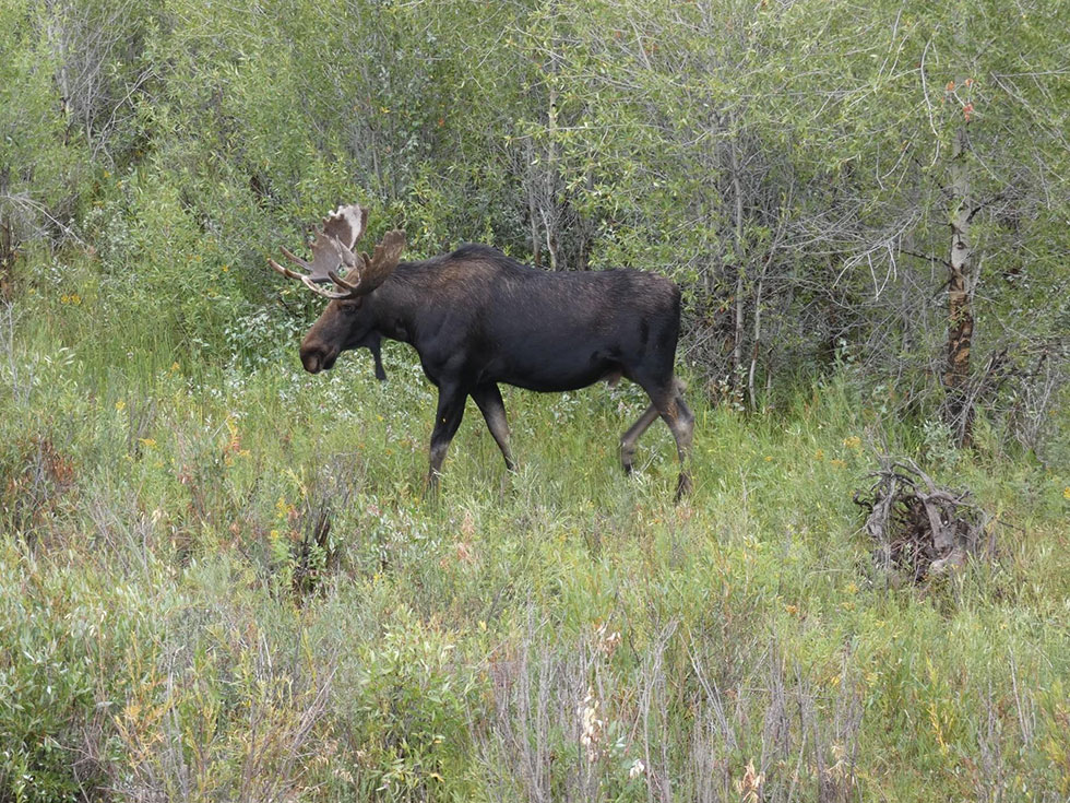 Moose in Green Grass