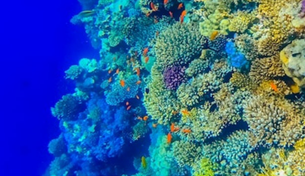 Bio-diversity Growth in Ocean