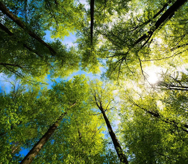 Looking Up Through Tall Trees