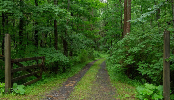 Green Forest