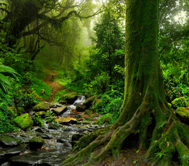 Forest with Large Tree