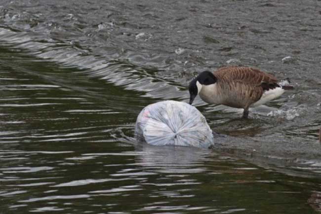 Bird Sniffing Garbage in Ocean