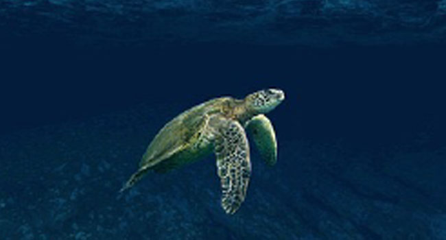 Sea Turtle