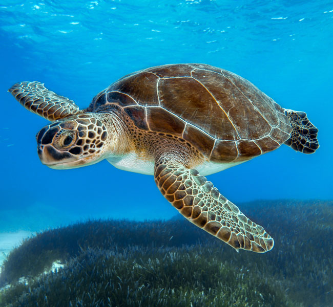 Sea Turtle