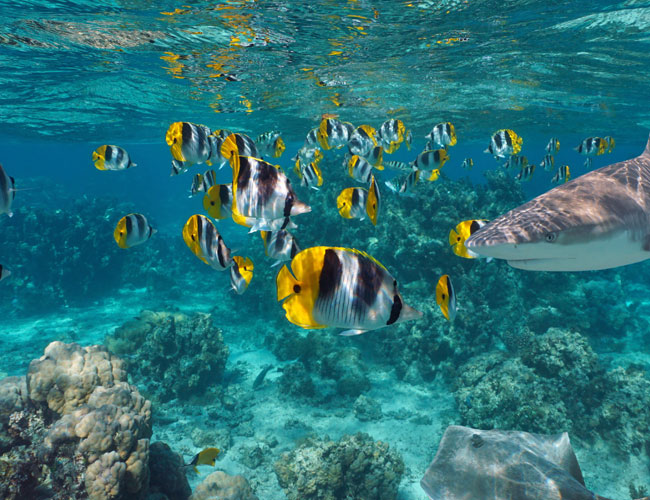 Ocean Life with Yellow Fish