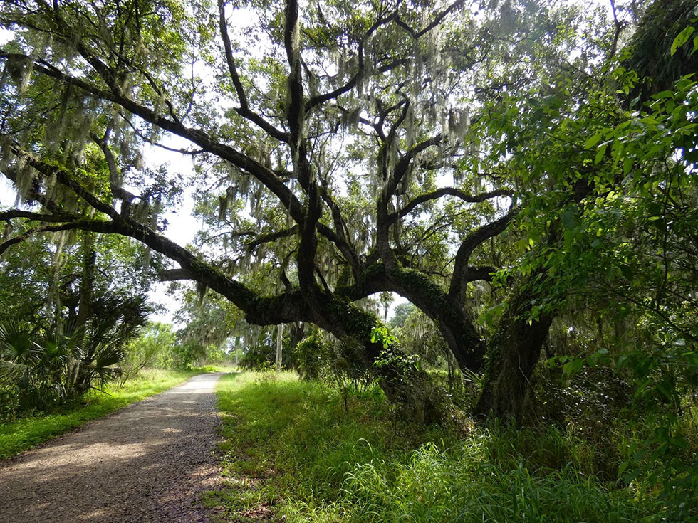 tree by park path