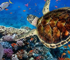Sea Turtles, Fish, and Plant Life