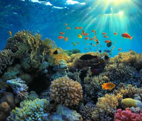 Protect Our Beautiful Oceans